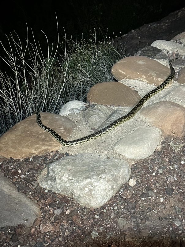 Bull Snake